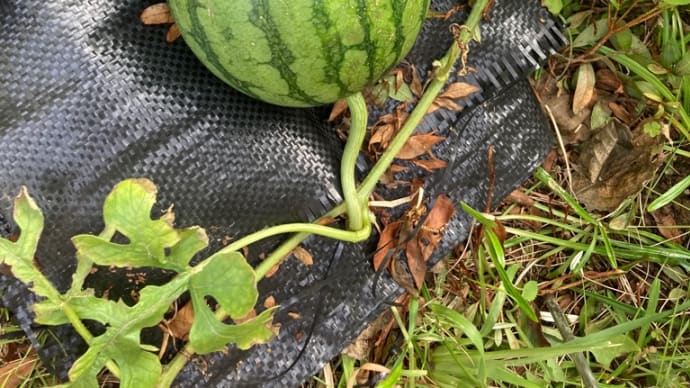 スイカが出来ました🍉