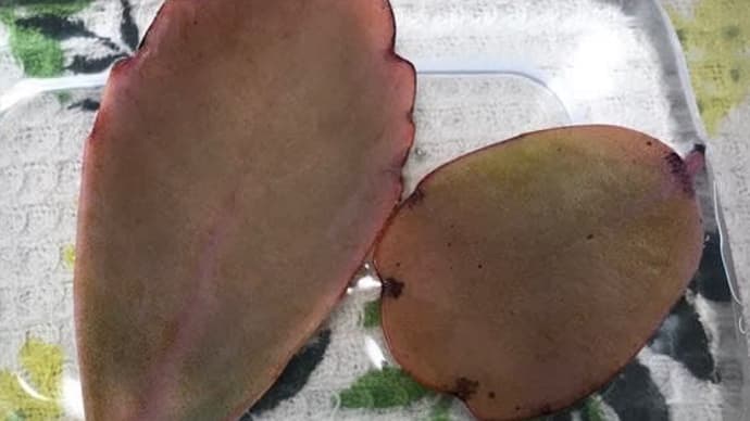 マザーリーフへの婆性