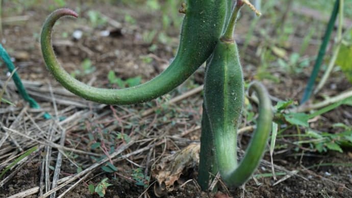 秋の花(実):帰化植物