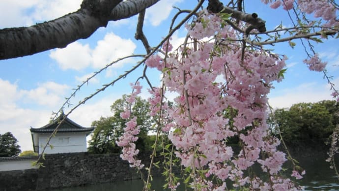 お花見は中止…元気を与えてくれる桜の花