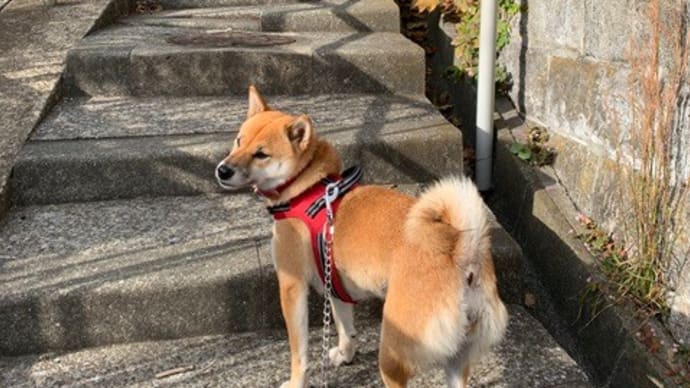 平和中央公園から路地裏歩きしてサプライズが!