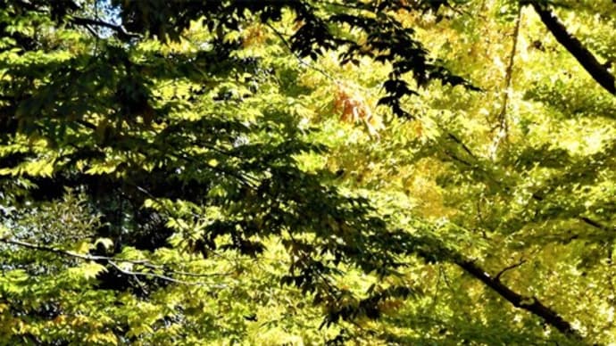 2020・11・13 横浜の黄葉。日本大通り・山下公園通り・開港広場。グラデーションなイチョウ並木。