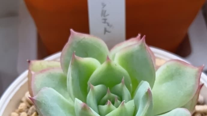シルエットとゴールドマニー他を植え替え 20250525