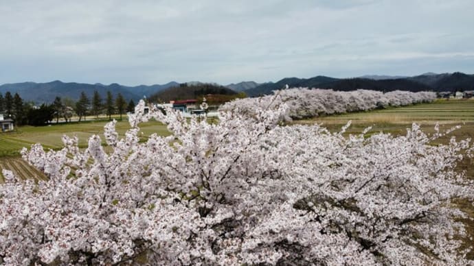 ドローンで桜並木を撮る