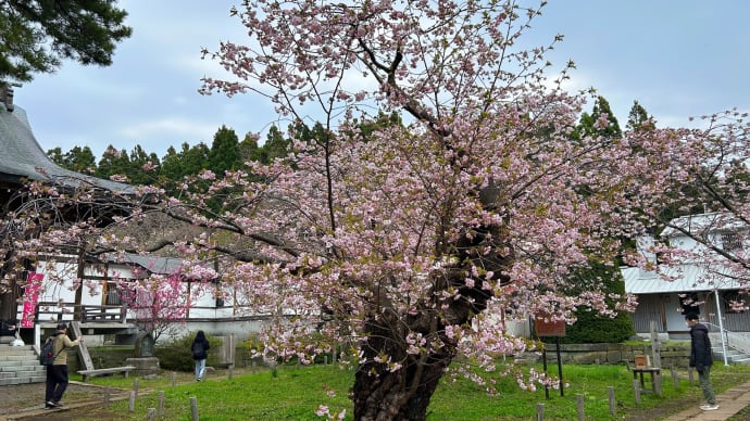 血脈桜満開・桜の松前公園②