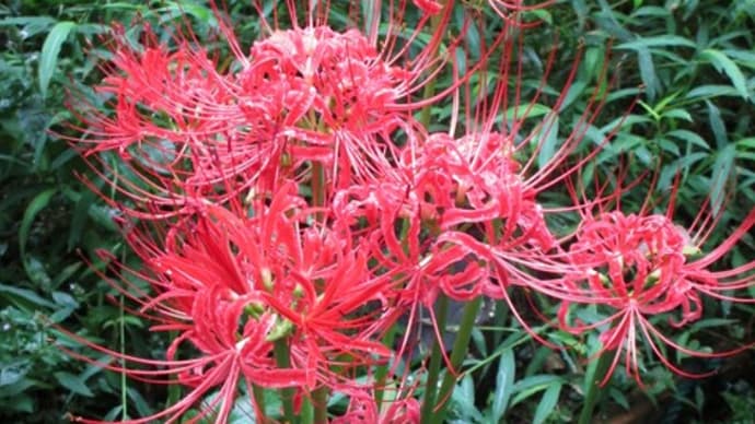 曼珠沙華