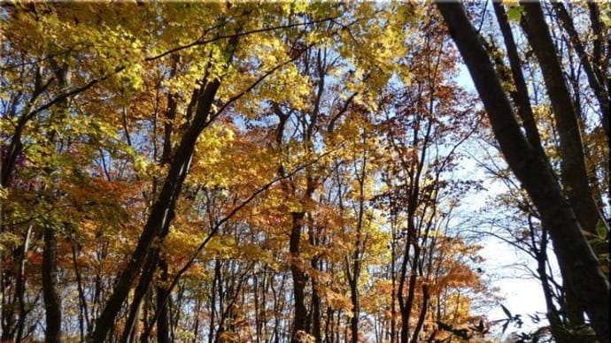 またまた 紅葉・黄葉です。
