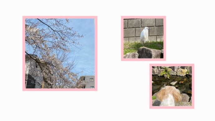 お花見日和