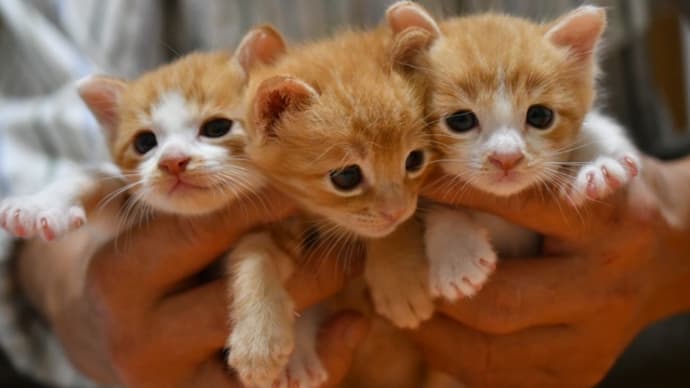 猫になる・・