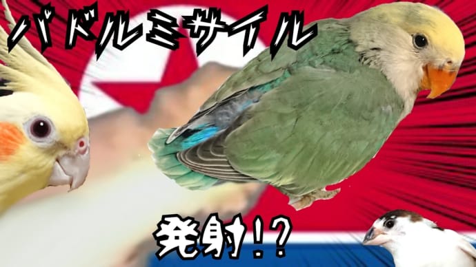 パドルミサイル!!コザクラインコのパドル♪