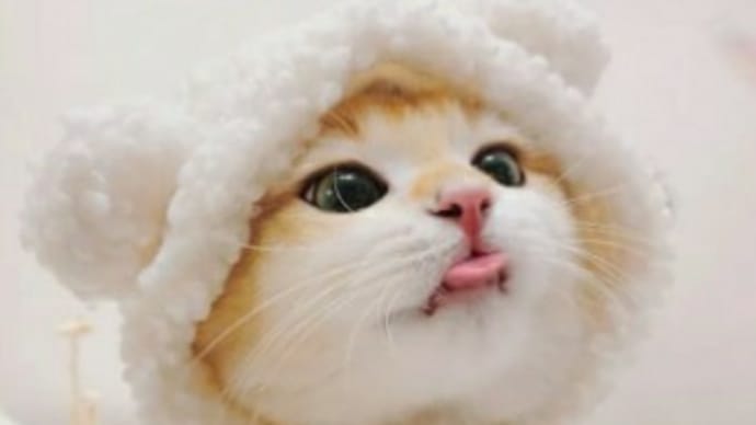 おはようございます🐱🚩😃🚩