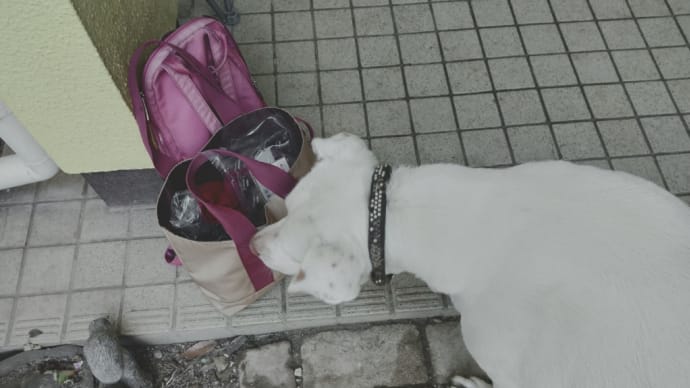 炭水化物ダイエット継続中