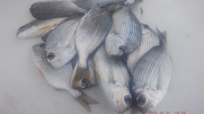 浜名湖釣魚下処理 自宅野菜と天ぷらで