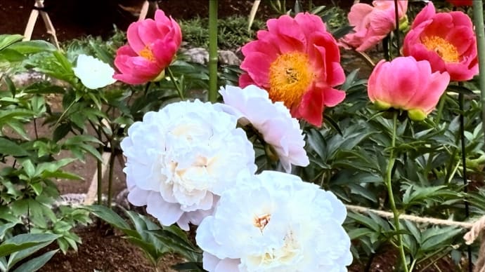 花の季節🌸 #西新井大師 #東京都足立区