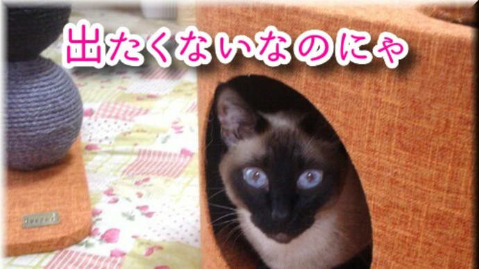実はパールは・・・