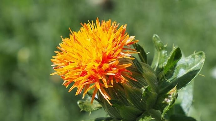 紅花と花ざくろ