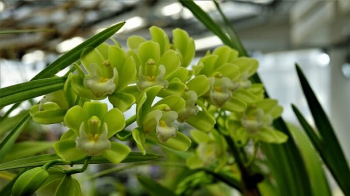 神代植物公園大温室にて・ランの仲間たち:シンビジウム・アリス・ルナ