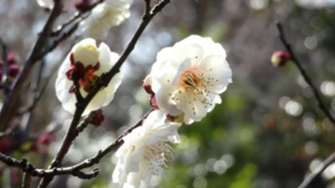 散歩中の出会い(白梅)