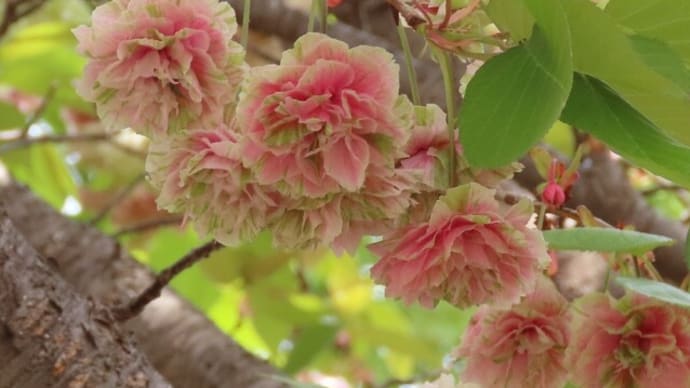 園里黄桜