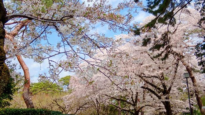 桜巡り(4)再訪桜