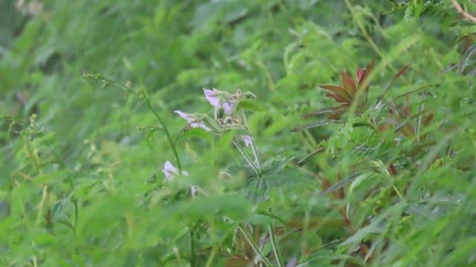 栂池自然園で見た花 グンナイフウロ(郡内風露)