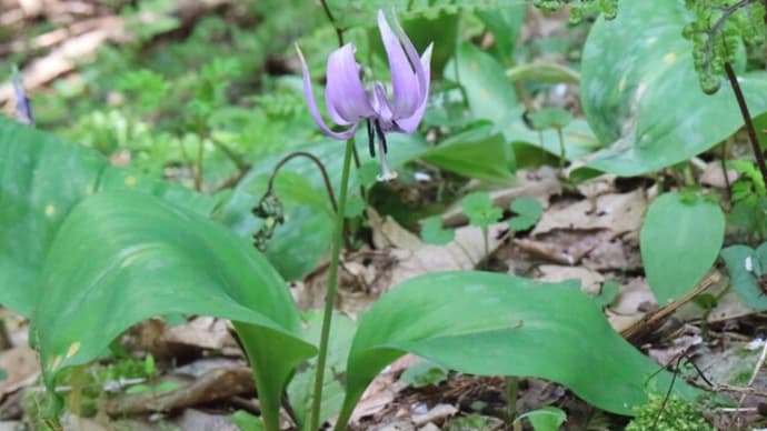2023 最後のカタクリの花