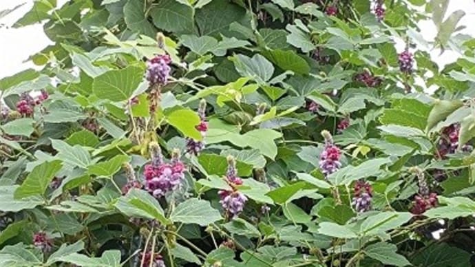 秋の花・華コレクション2023/見つけた順で秋の七草①葛