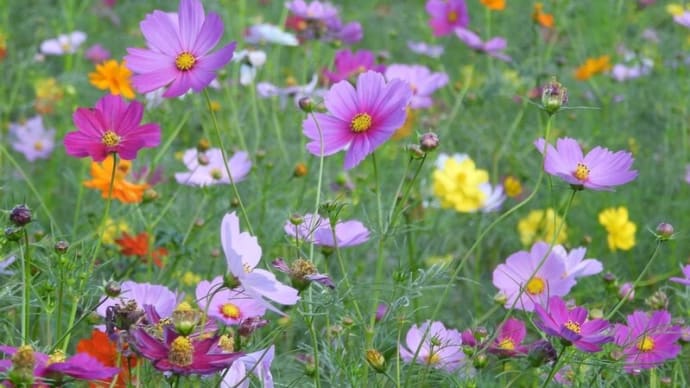あけぼの山公園 鮮やかなコスモス