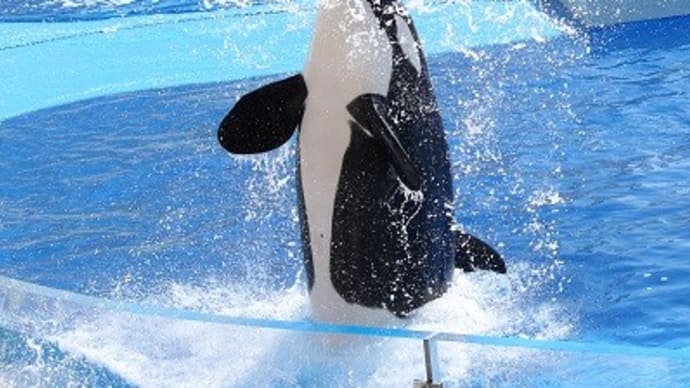 オルカの水しぶき