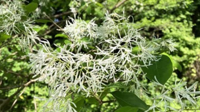 なんじゃもんじゃの花
