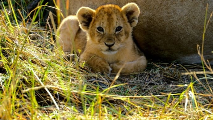ライオンの子供／ケニア
