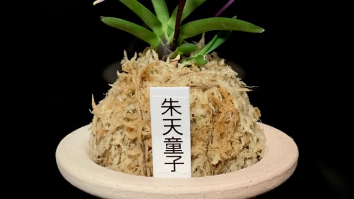 朱天童子