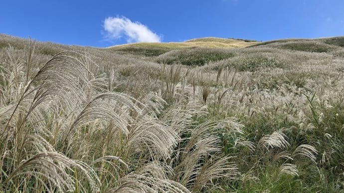 ススキヶ原が見頃~~塩塚高原@愛媛県徳島県