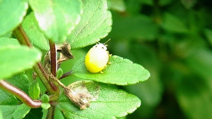 キイロテントウ:幸せの黄色いてんとうかいな?