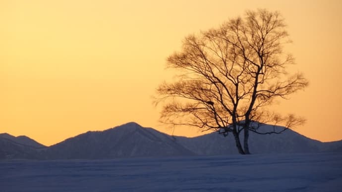 北海道「日高山脈と熟年の木」