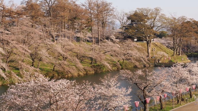 高田城址公園の桜2023、の3