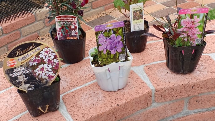 植物のサヨナラと迎え入れ