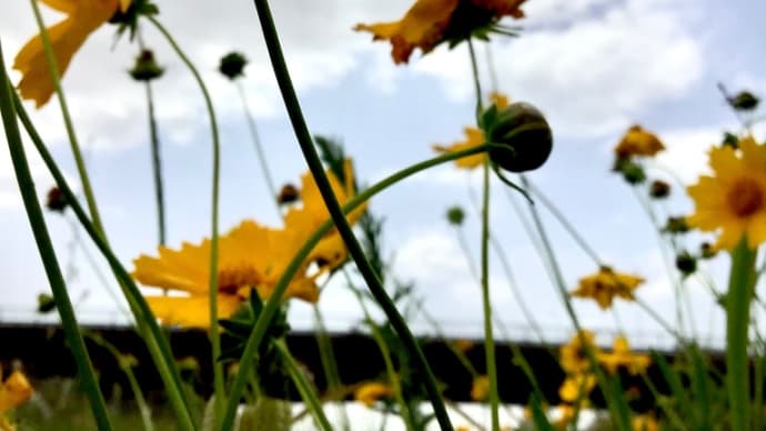 音楽紹介 雨にキッスの花束を 寧音