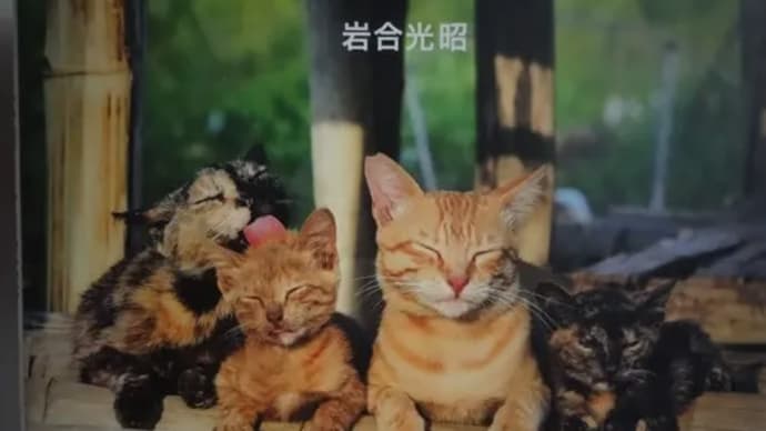 岩合さん写真展