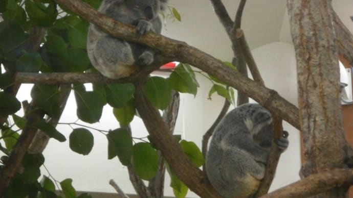 ペンギンヒルズと寝ているコアラ。