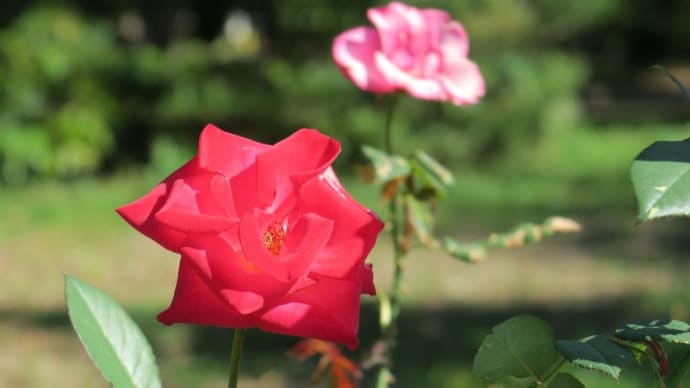 バラ園(京都府立植物園)