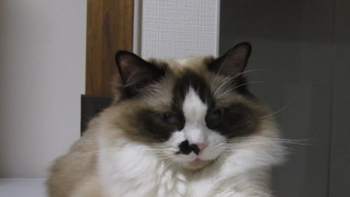 猫日記と主のつぶやき お米の方が