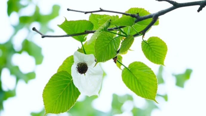 ハンカチノキの花とタケノコ（板橋区立赤塚植物園 2024.4.17撮影）