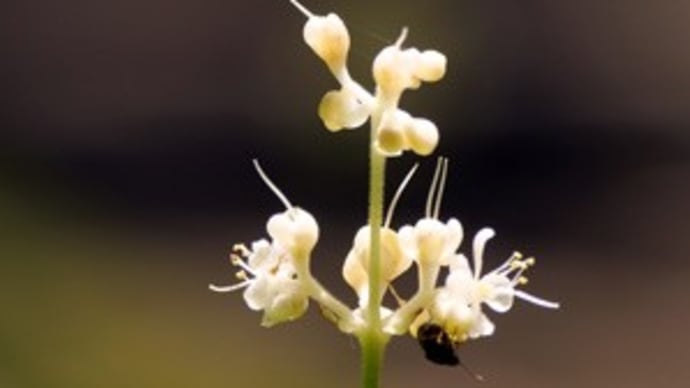 ヤブミョウガの花