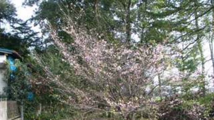 秋桜とコスモス