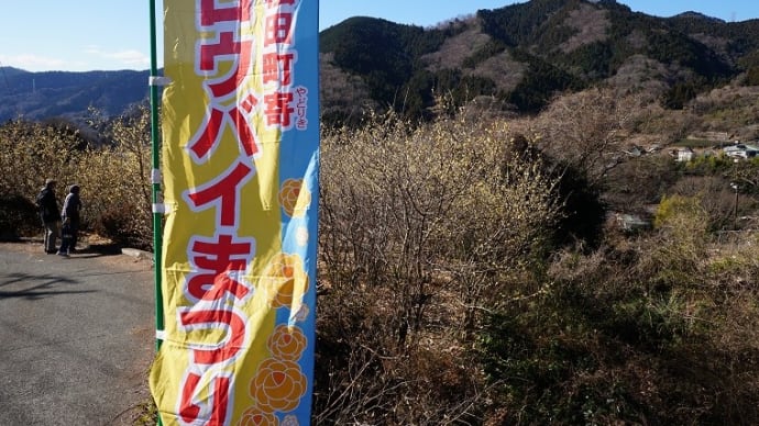 ロウバイの香りが漂う山里