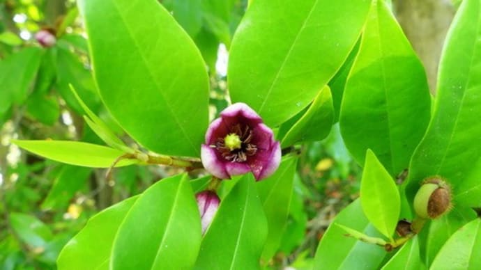 水戸市植物公園の初夏の花(3)