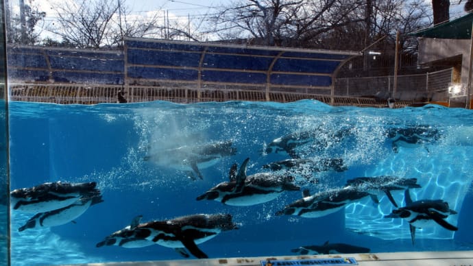 ぐるっと一周 ペンギンさん キリンさん カバさん ゾウさん