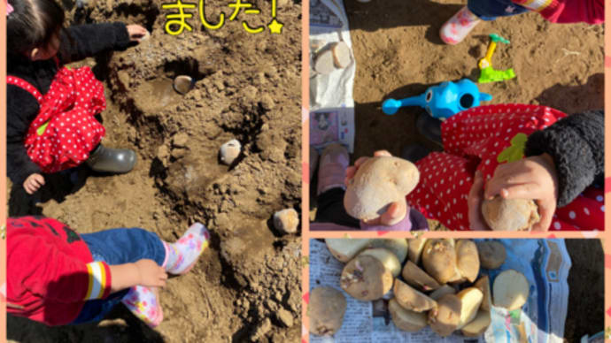 じゃがいもの種芋植えました!