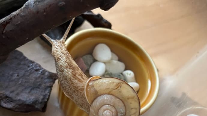 暴れるヒダリマキマイマイ